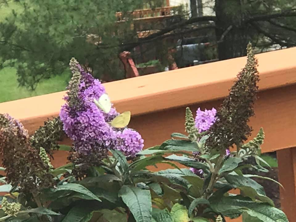 small butterflies on butterfly bush blooms