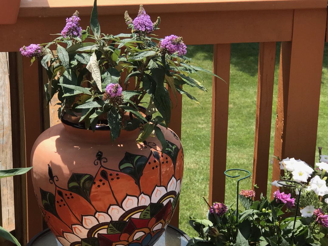 butterfly bush in a painted container