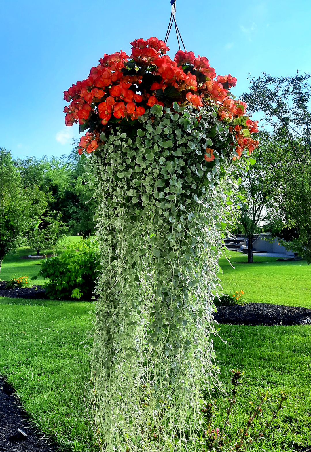 hanging basket with begonia and long silver trailing foliage