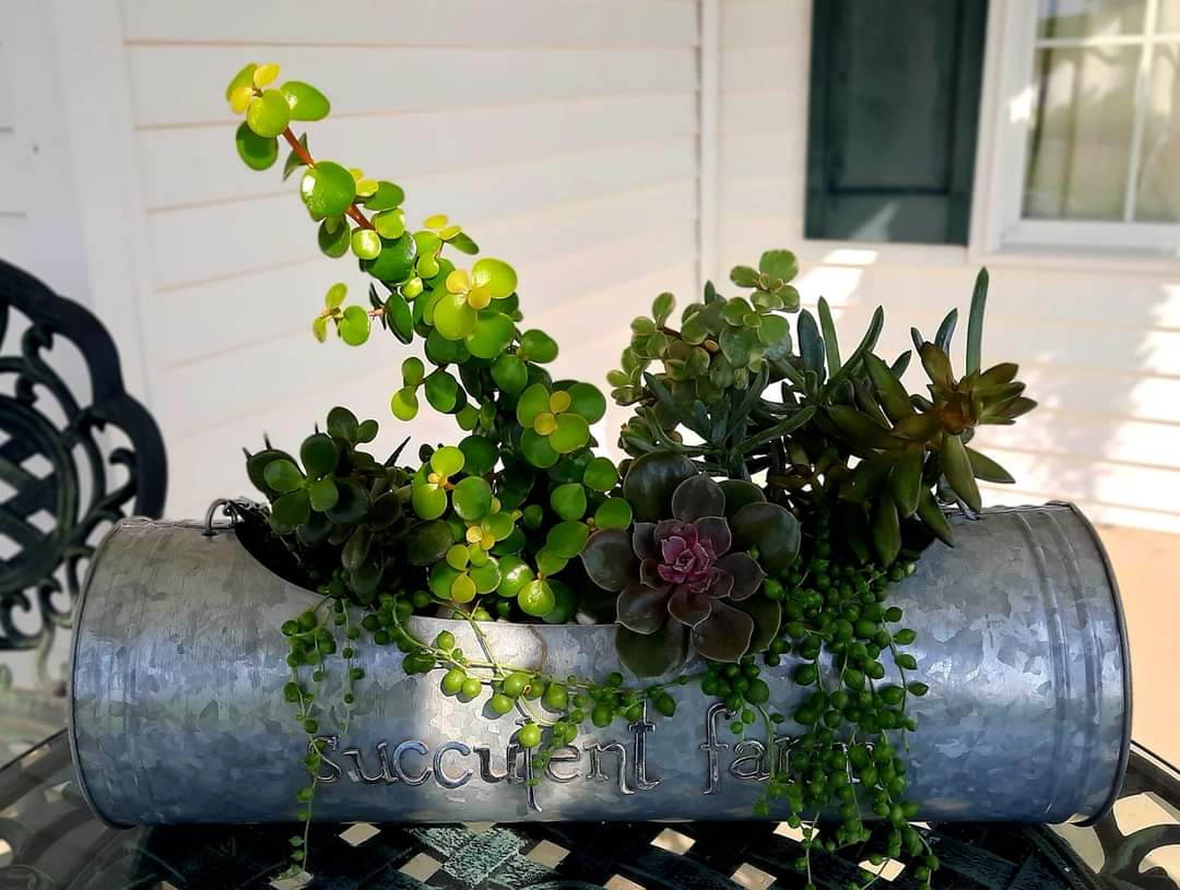 succulents in a long tin container