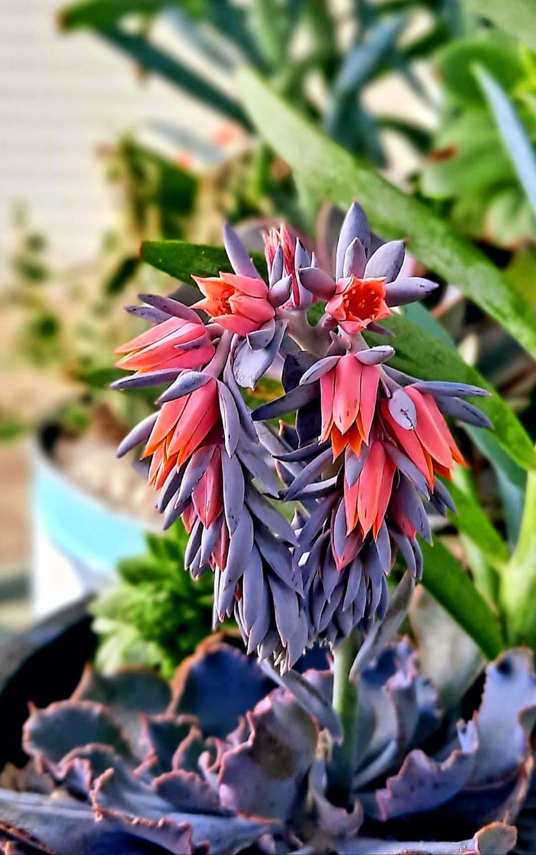 purple and pink succulent flowers