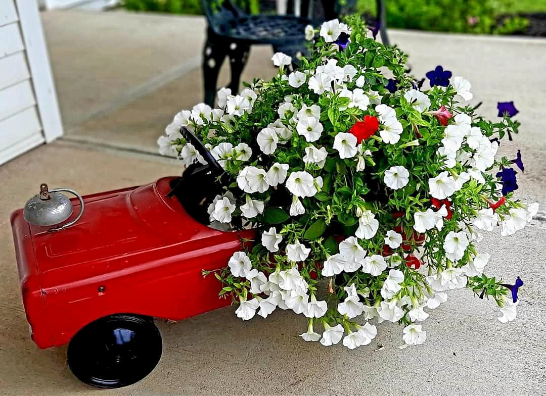 white petunias in a red car container