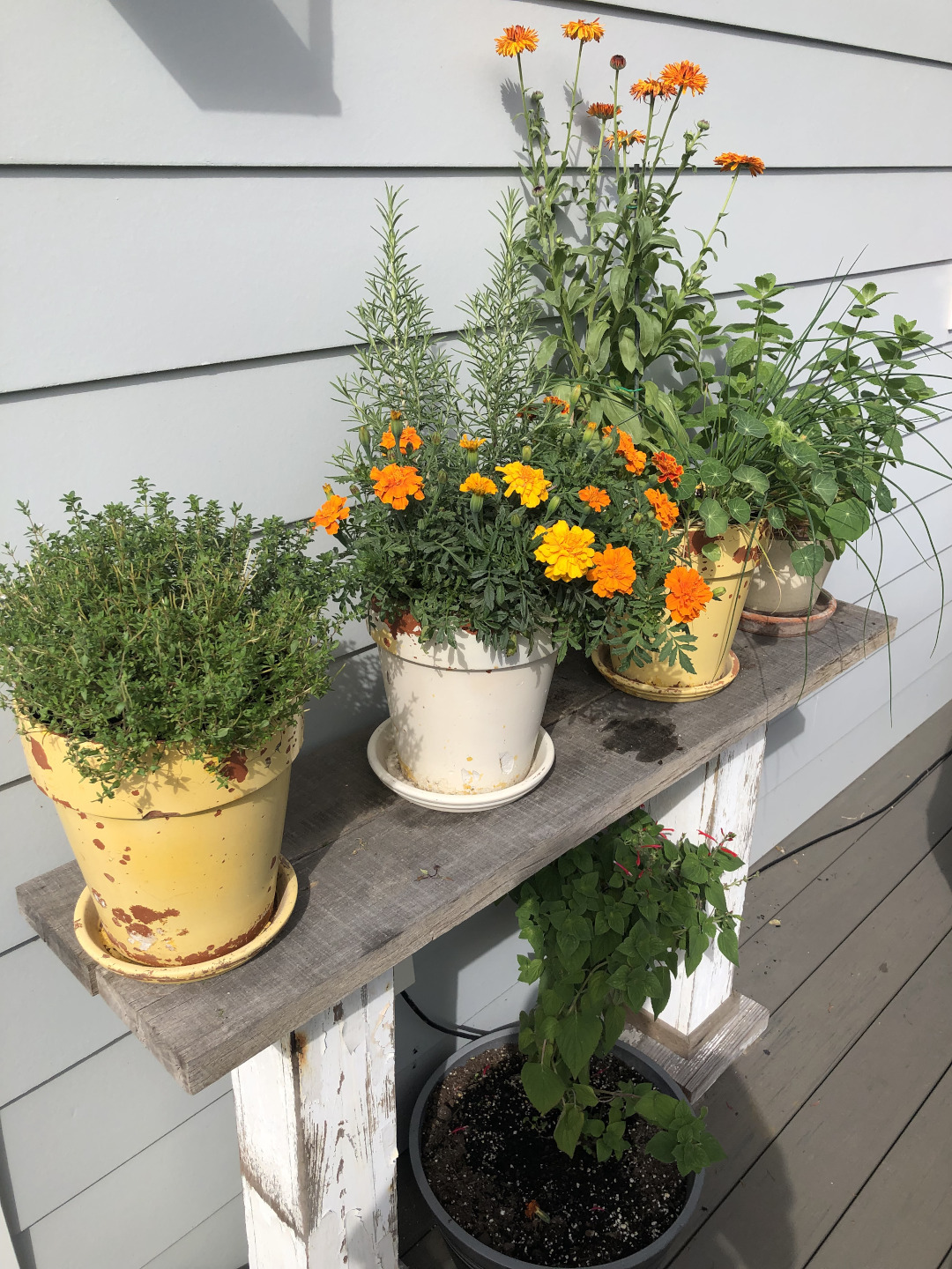 small herb garden in pots