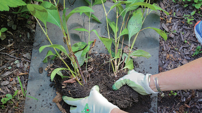 growing persicaria