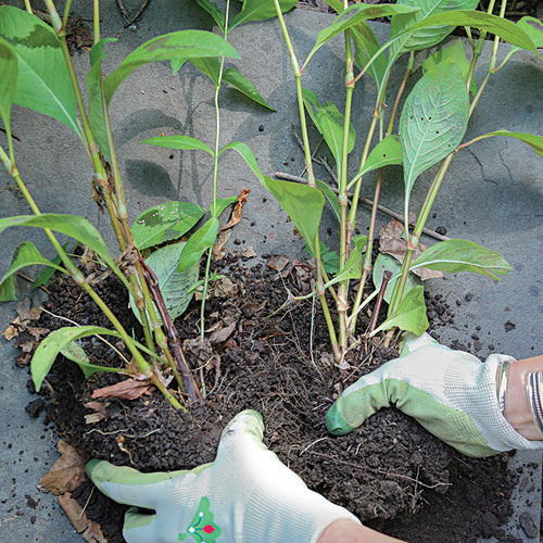 growing persicaria