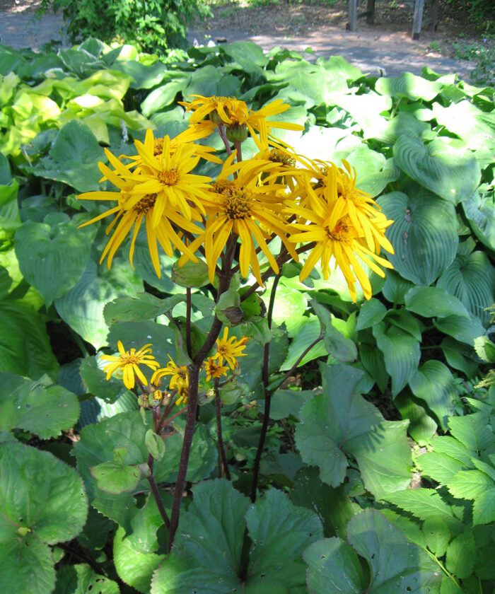 ligularia in bloom