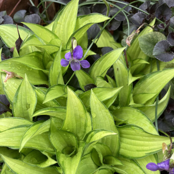 lime green hosta