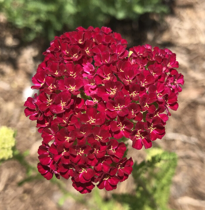 red yarrow