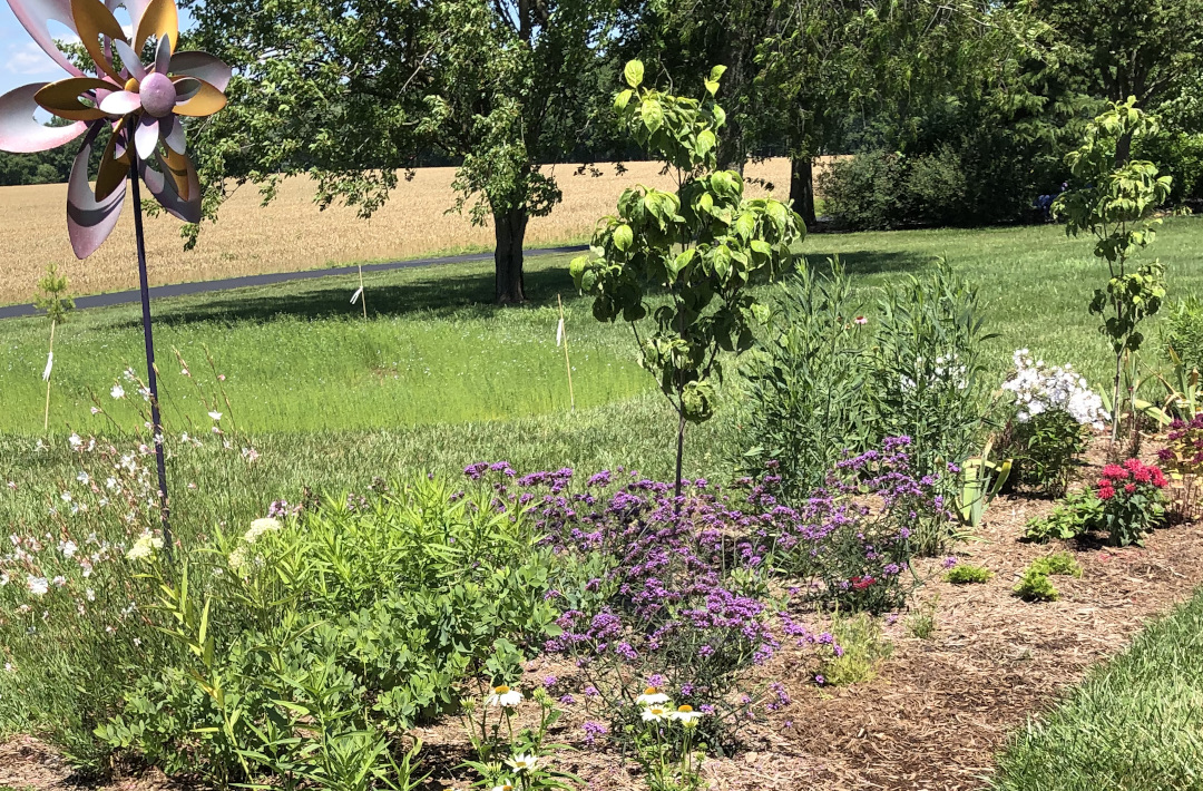 new garden bed with young plants