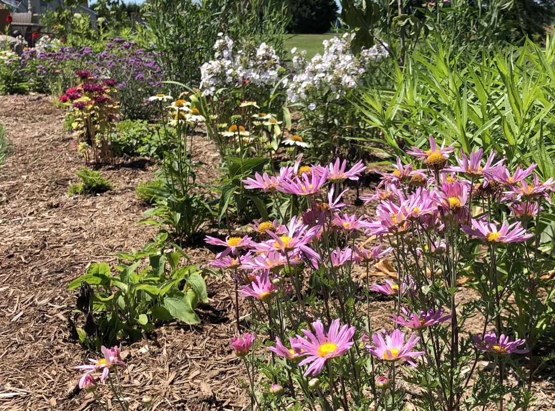 garden bed with pink daisy flowers in front