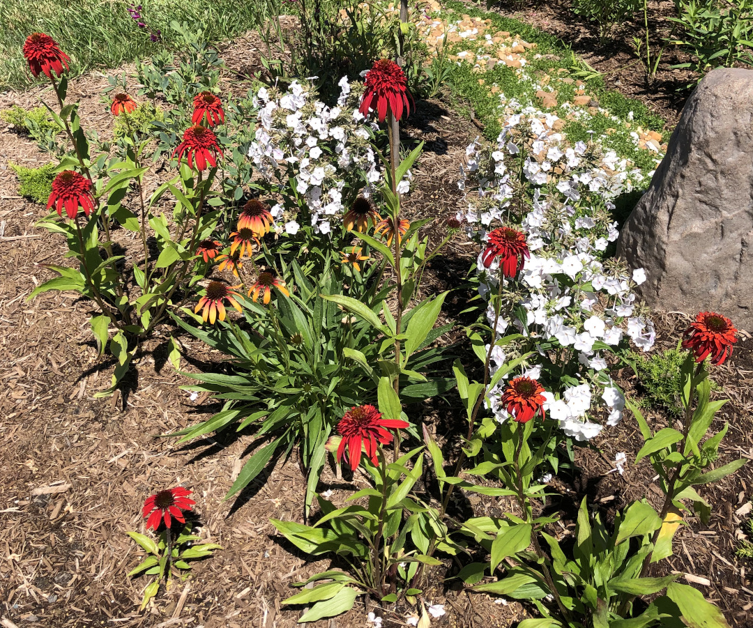 Double red echinaceas