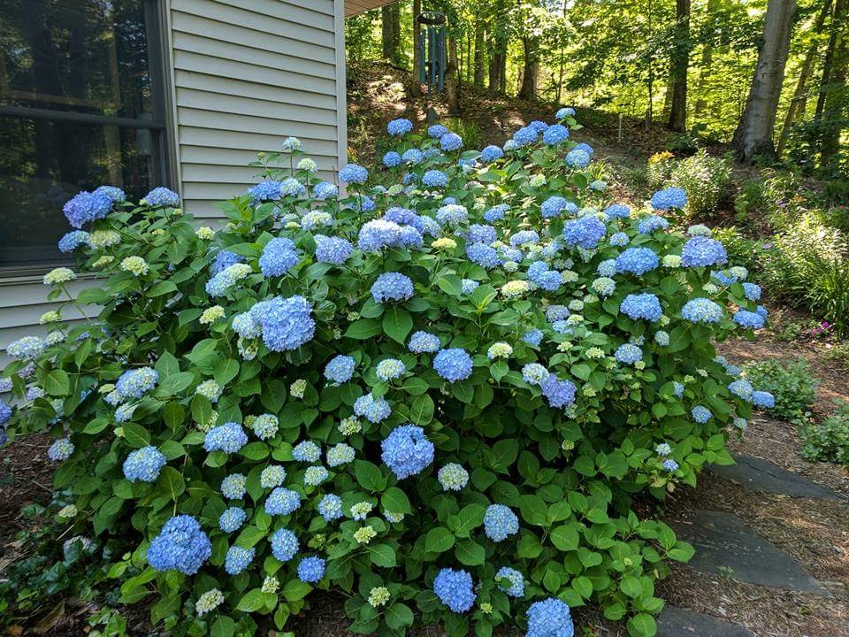 large blue bigleaf hydrangea