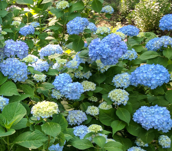 close up of blue bigleaf hydrangea