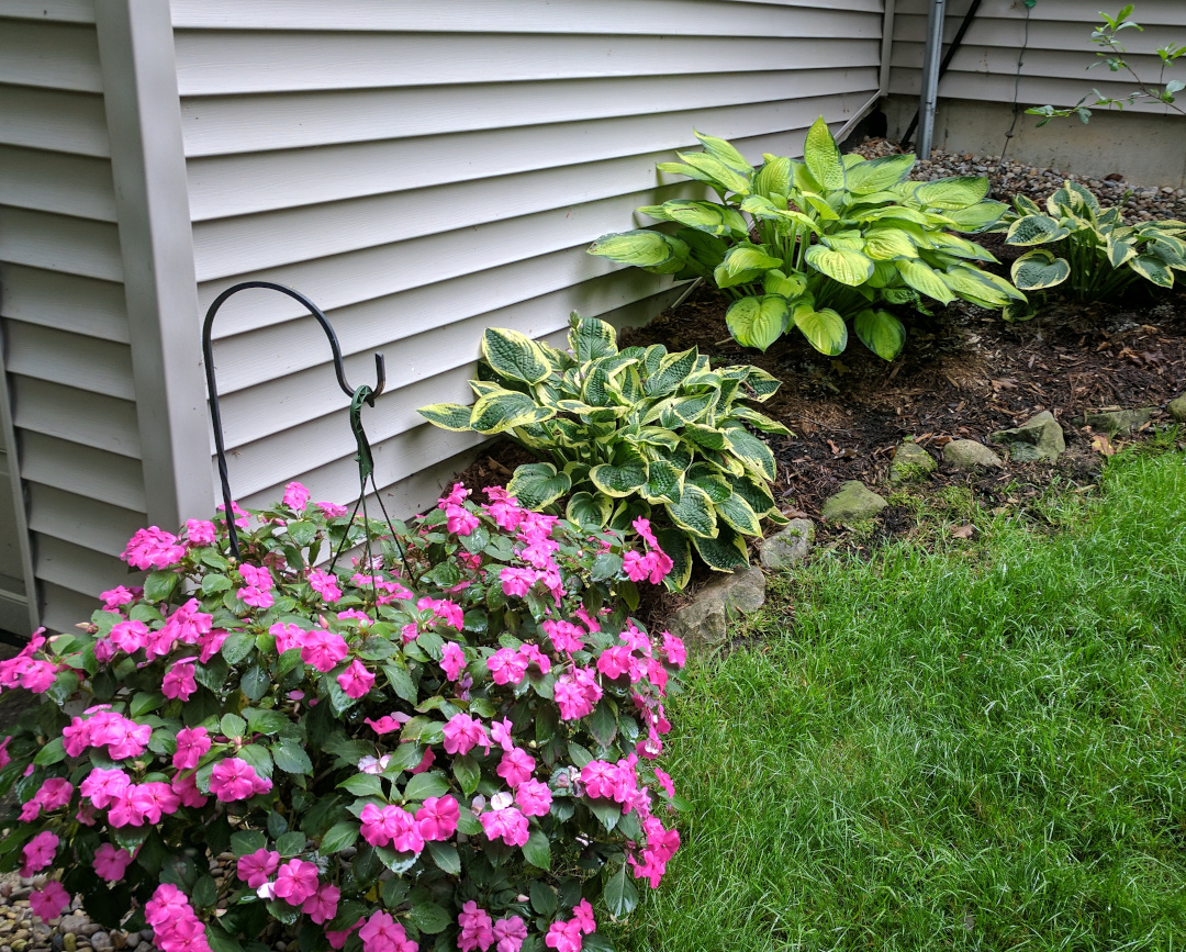 shady garden bed with hostas and impatiens