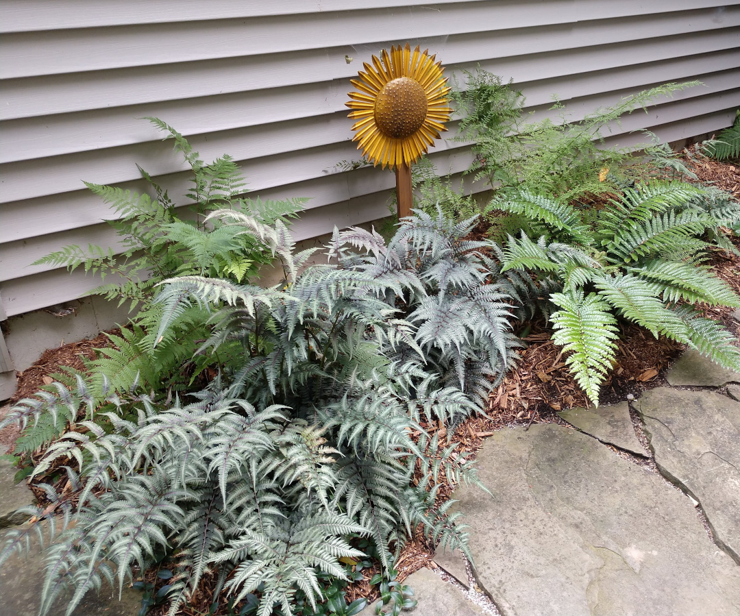 ferns planted next to a home