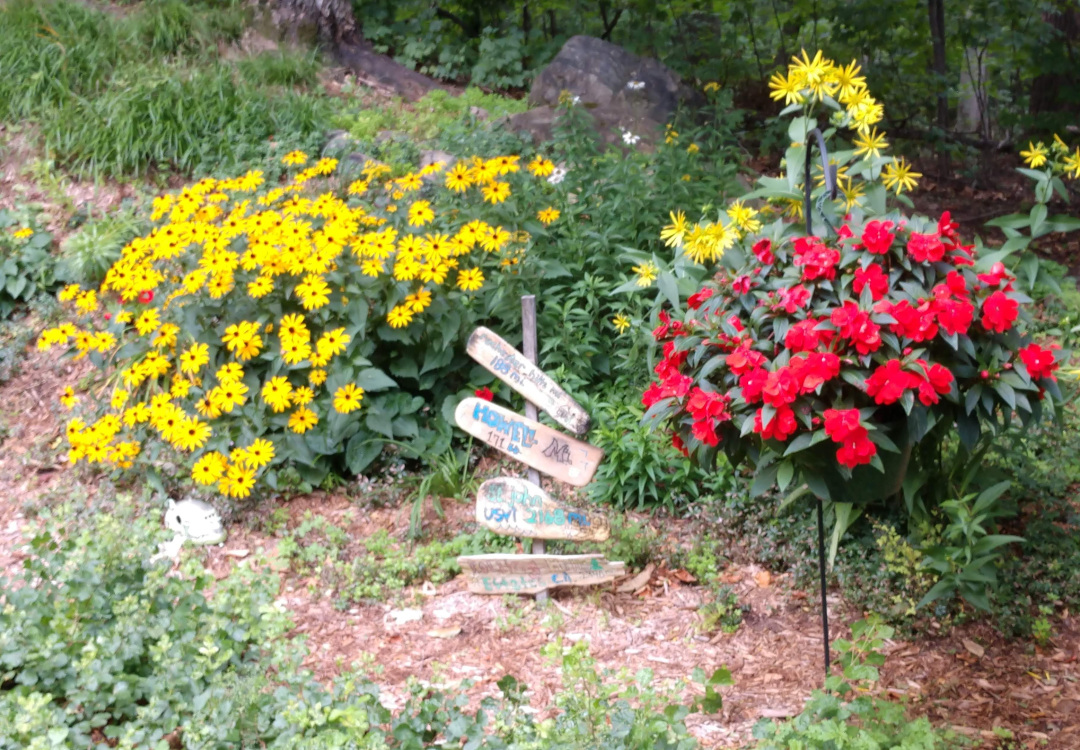 New Guinea impatiens and black-eyed susans