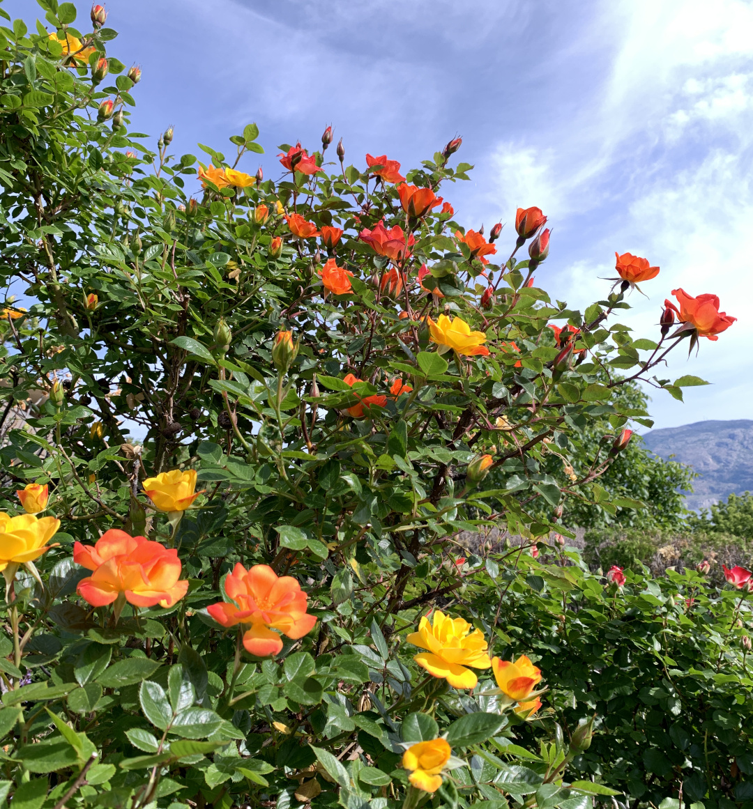 roses in fiery colors