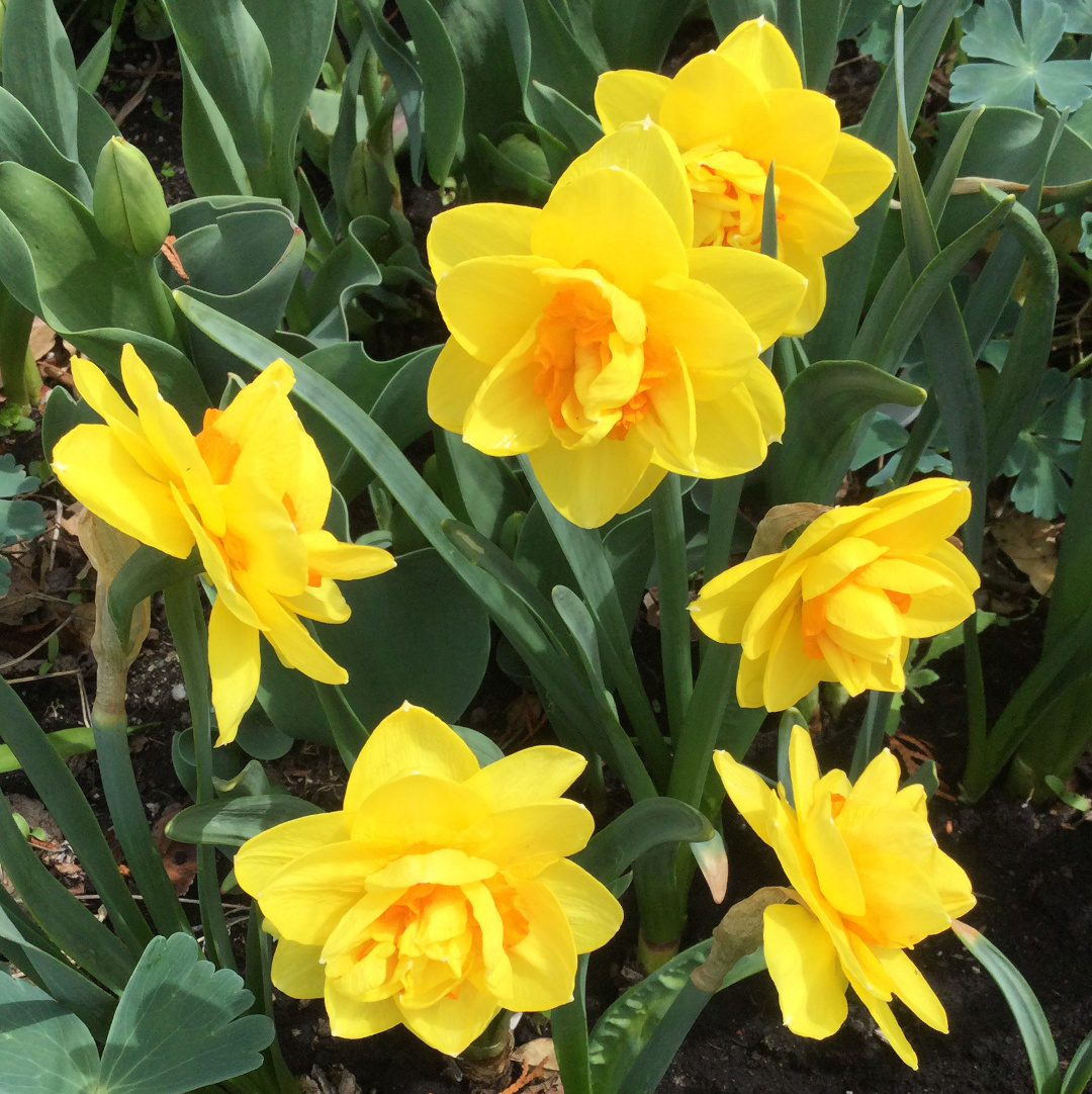 double-flowered daffodil