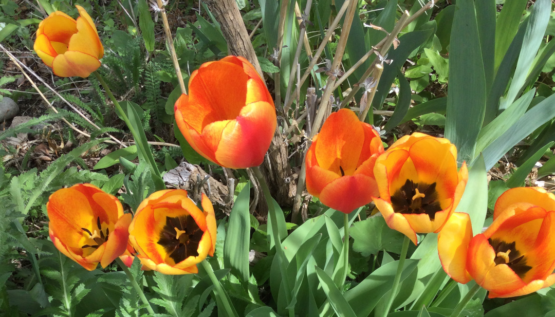 mass of orange tulips