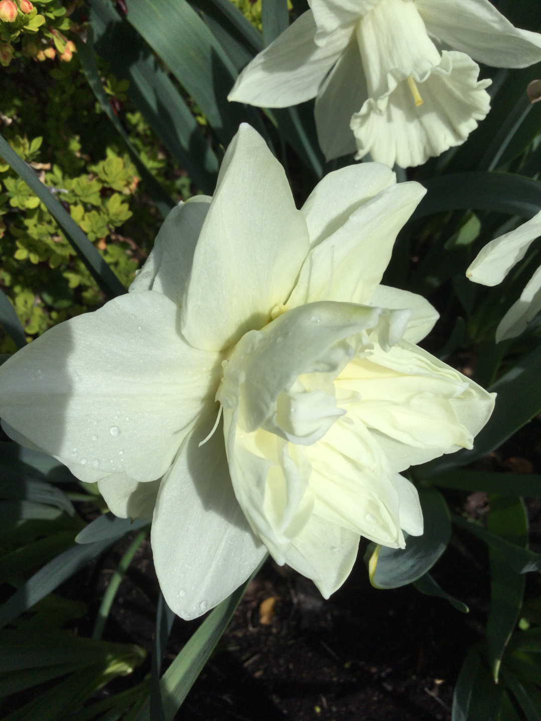 white double daffodil