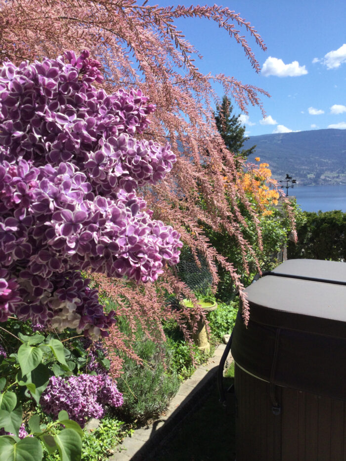 lilac and other spring blooms in front of water