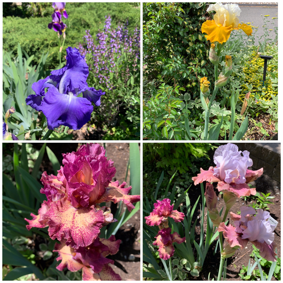 assortment of bearded irises