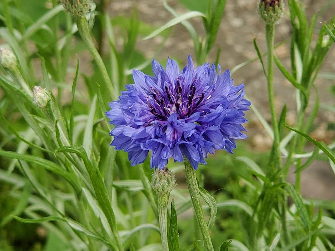 Bachelor's button flower