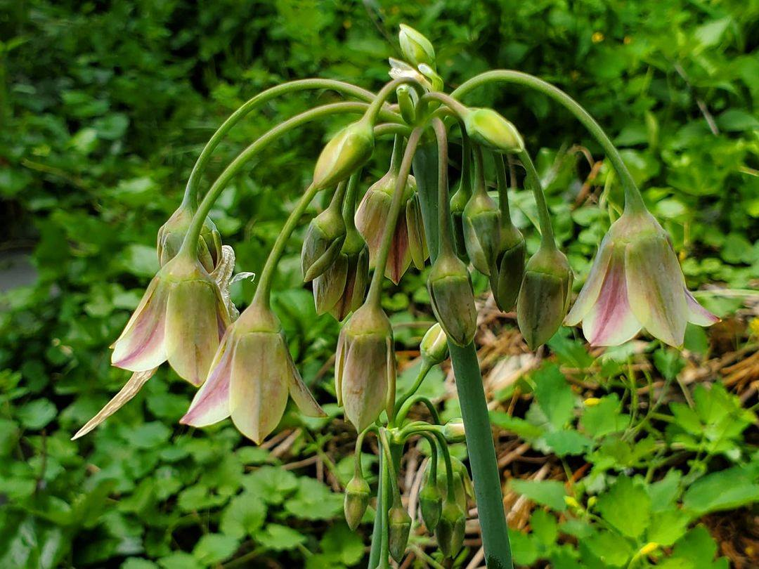 Mediterranean bells