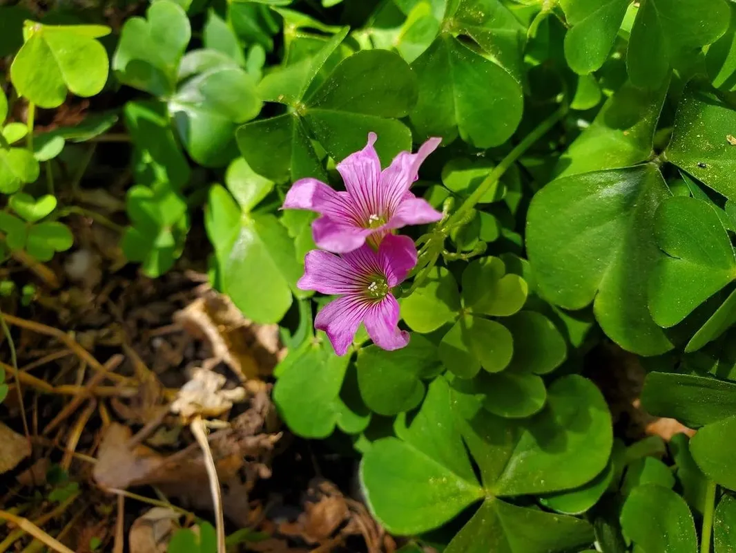 Pink wood sorrel