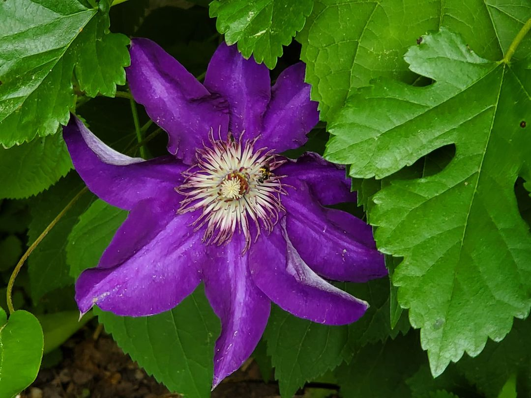 purple clematis