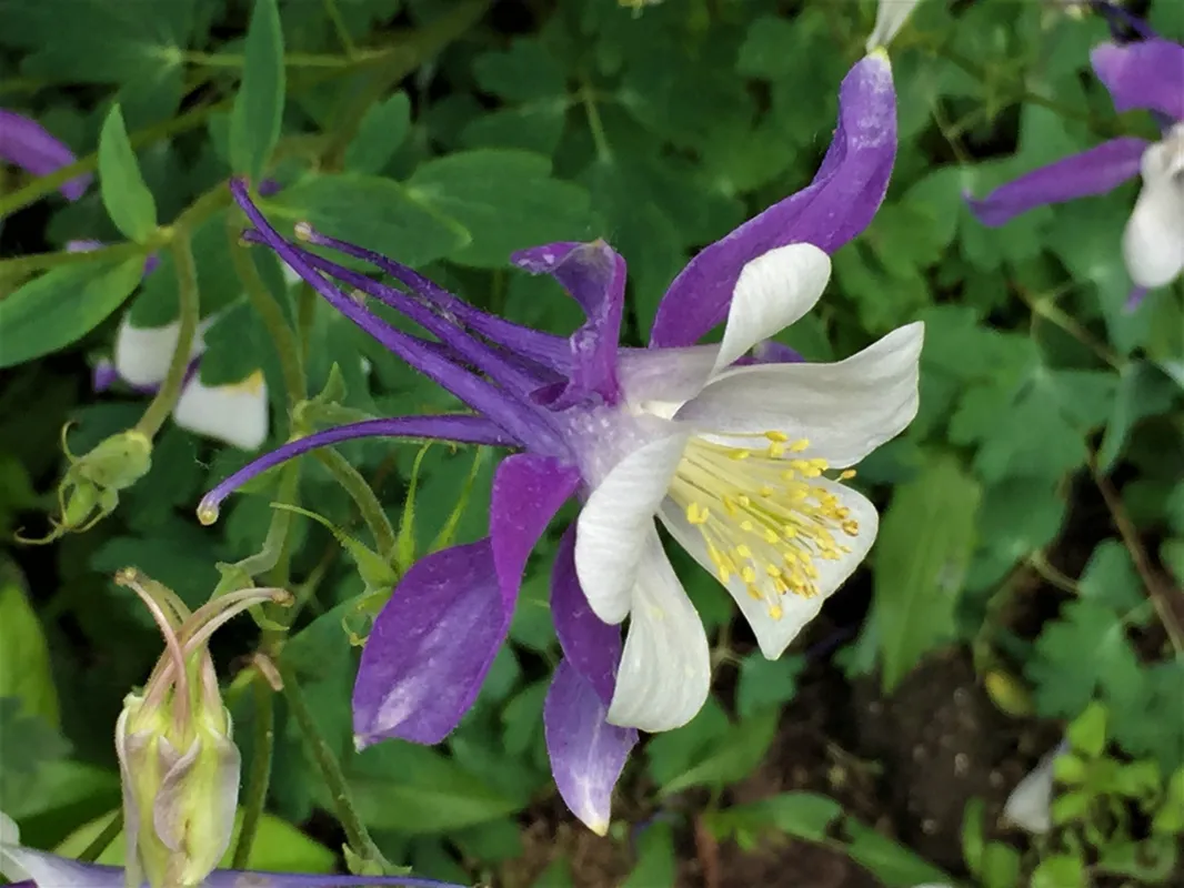 columbine flowers