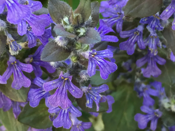 purple bugleweed