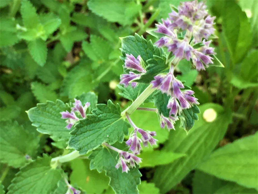 Catmint bloom