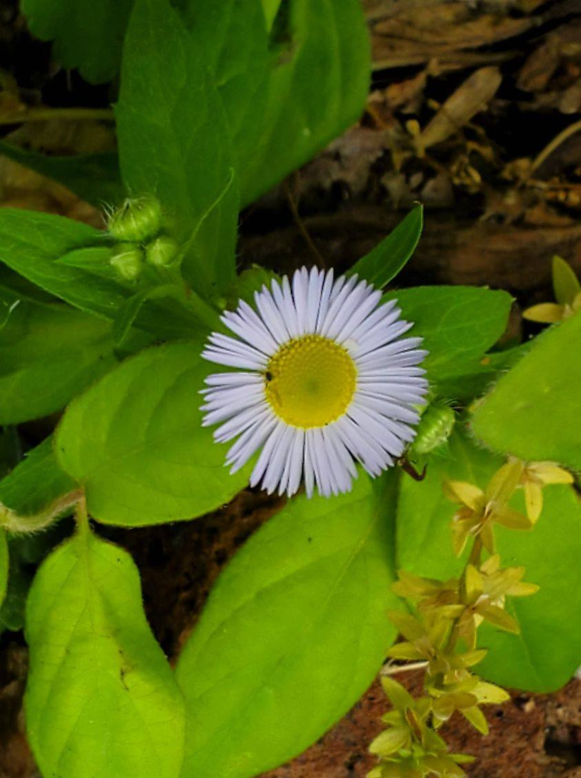 Daisy fleabane flower