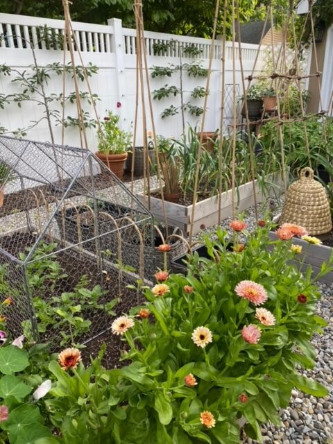 vegetable garden beds with calendula