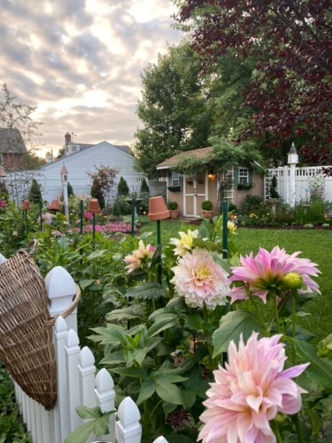 light pink dahlias in front of a garden