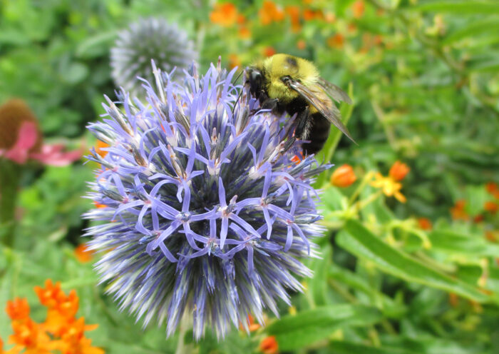 bee on southern globe thistle flower