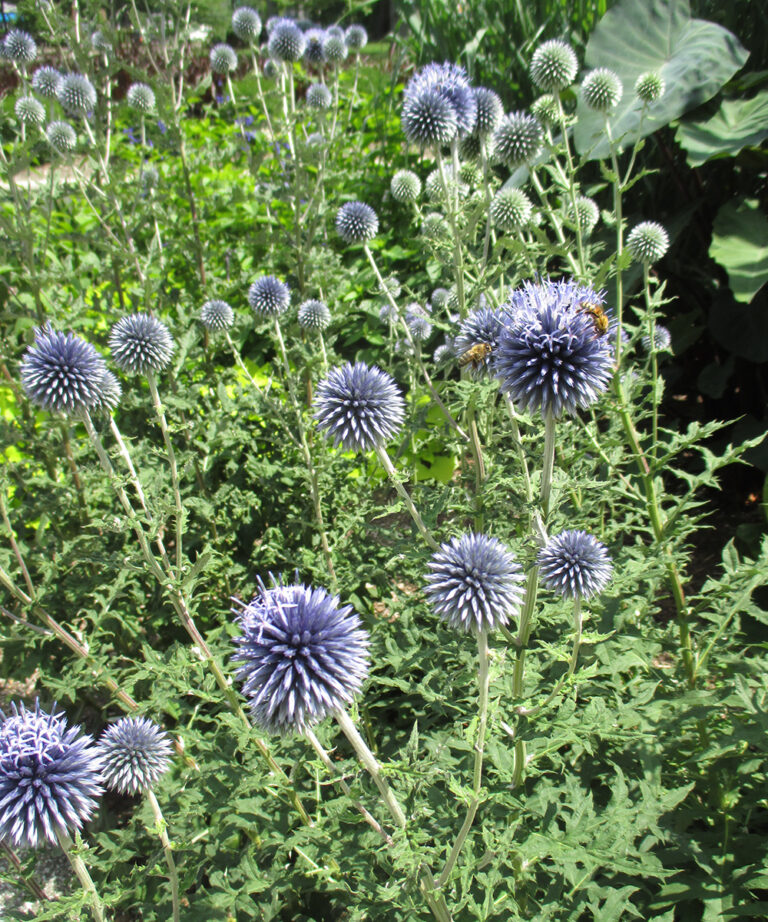 Gorgeous Globe-Shaped Flowers for the Midwest - Fine Gardening