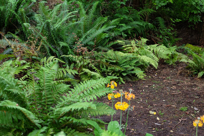 ferns growing in a woodland garden