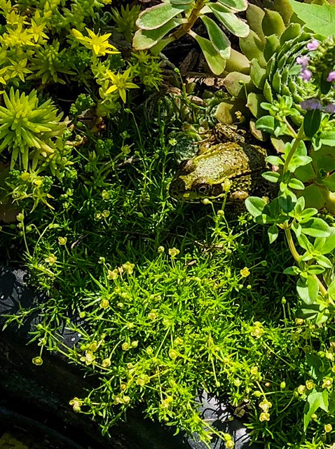 frog amongst green plants