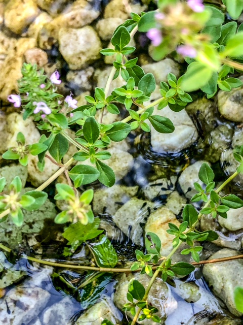 tadpoles in a small pond amongst rocks