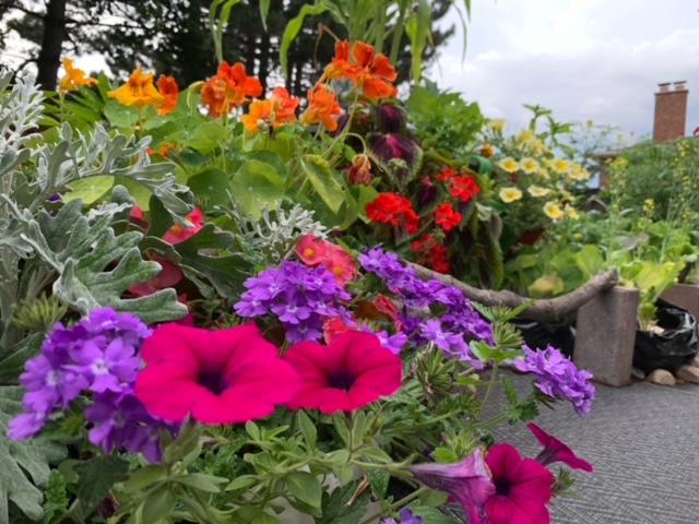 colorful mixed annual flowers