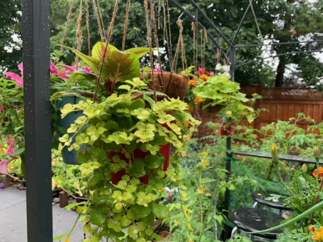 plants in homemade hanging baskets