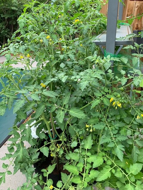 tomato plant growing in a container