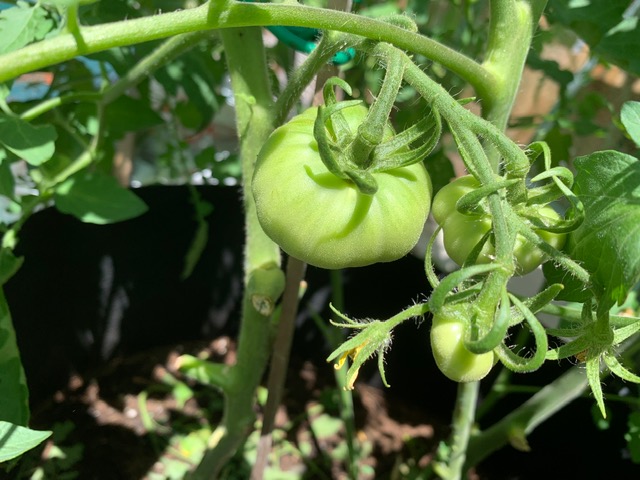 plant with small green tomatoes