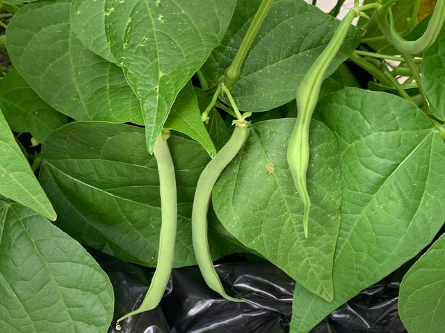 ripe green beans ready to be picked