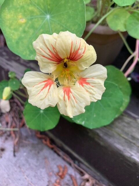 peach nasturtium flower