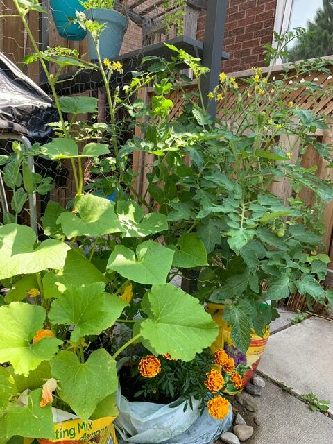 plants growing in bags of potting mix