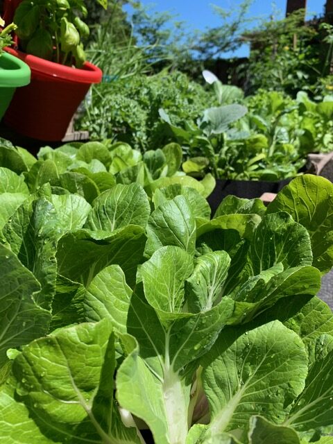 lots of leafy greens growing in pots