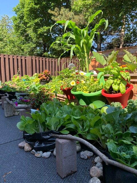 lots of plants growing in pots